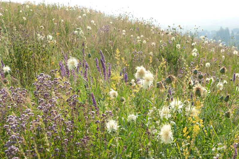 Floriferous meadow